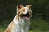 BORDER COLLIE 944